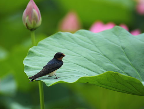 荷花 燕子 