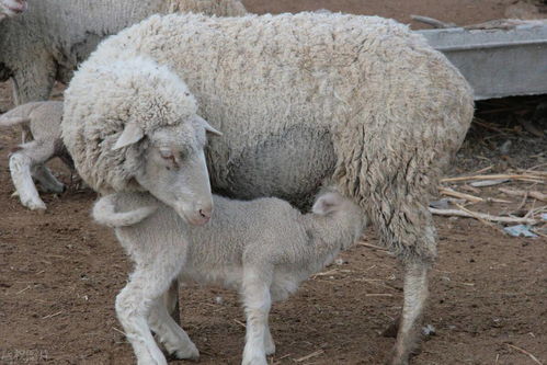 母羊产羔后2个月该如何饲养 做好这5个工作,母羊恢复极快