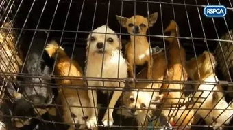 英国一妇女在家中养了100多只狗狗,却被罚款44万