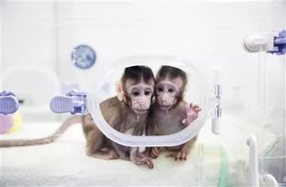 世界第一个体细胞克隆猴在中国诞生,人类对基因的探究仍将继续 