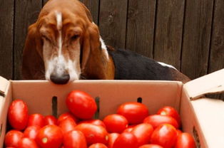狗狗能吃小番茄吗,狗狗能吃小番茄吗怀孕