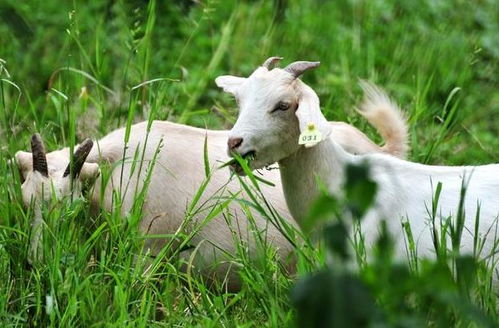 属羊人 出生月份决定了你的命运,6月出生的羊宝宝真的太幸福了