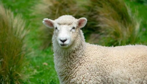 科学家发现雄绵羊长寿秘诀,或适用于人类,却让人无比纠结