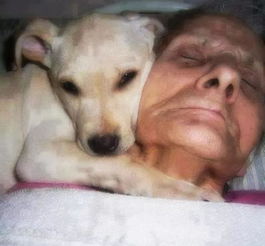 70岁老人昏迷一个月只有狗狗陪伴,醒来后第一句话众人落泪 