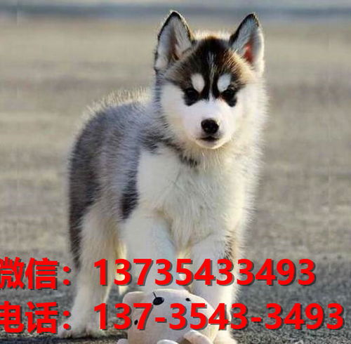 永州宠物狗犬舍出售纯种金毛犬网上买狗卖狗地方在哪有狗场领养