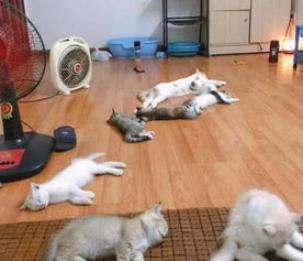宠主收养了七只流浪猫,天热开电风扇给它们吹,猫咪们的反应暖心