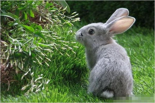兔兔 的晚年宿命 尤其是75年 87年的,人老了指望谁