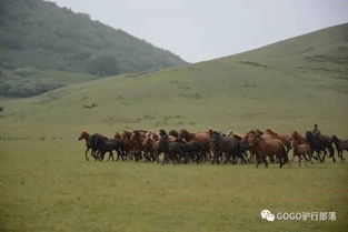 记与蓝天 白云 绿地 骏马相伴的草原行 2017.8