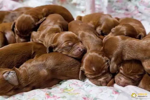 狗妈妈一胎生下15只小狗 超震惊
