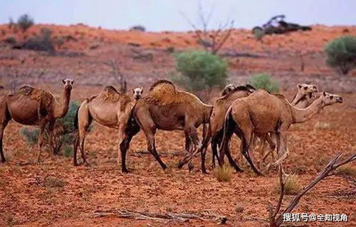澳大利亚射杀万只骆驼,只因喝太多水 骆驼泛滥才是根本原因