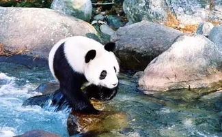 汉中有个藏着熊猫 茱萸的小城,你去过吗