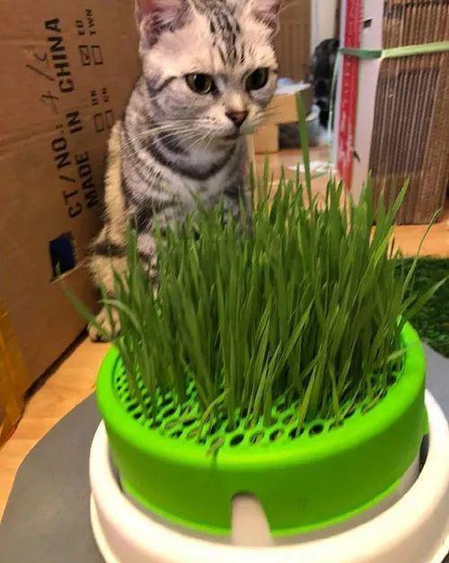 猫草种子要泡多久才能种 猫草种子泡久了还能活吗