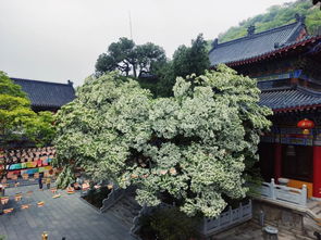 流苏花知识