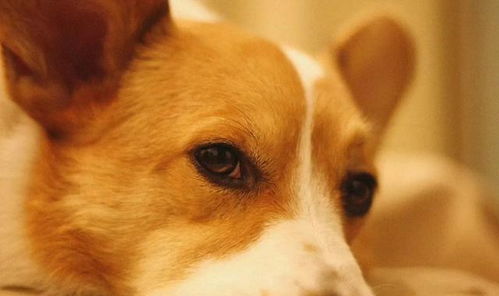 老年犬常见眼疾,以及吃什么有助于狗狗眼睛健康 一篇文全告诉你