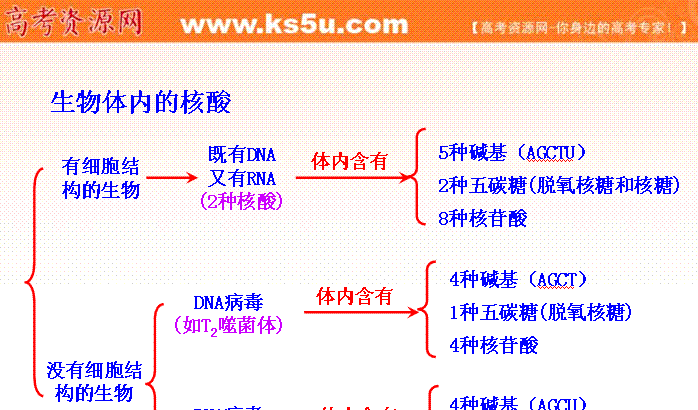 核酸知识框架