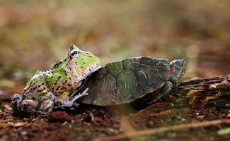 一只懒惰的青蛙爬至乌龟背部搭起了便车,令人捧腹 