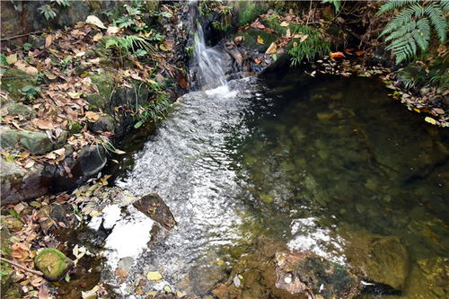 广东大地2个月没有下过雨,佛山南丹山的山泉水却从来干涸