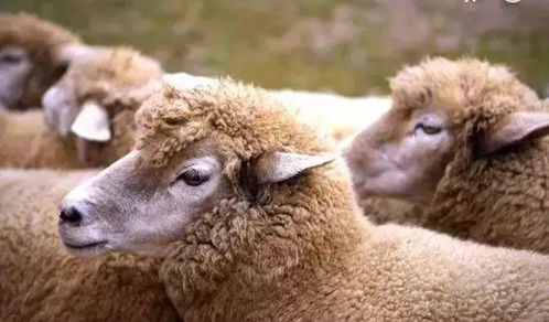 生肖羊,1月中旬天降大 囍 ,必发羊和家人好财连连