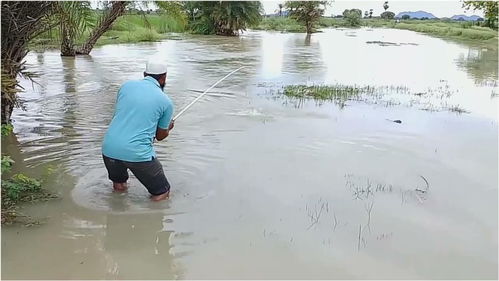 大雨过后河水暴涨,浅水湾野鱼聚集大叔狂拉大货不止太爽了 