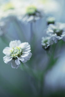 花开花又落(花开花又落是什么歌)