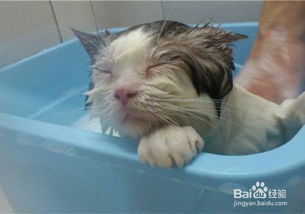 给猫咪洗澡要注意什么问题 