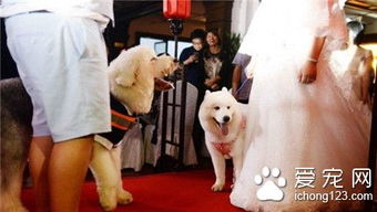 上海爱狗人士办宠物主题婚礼 新娘牵狗狗走红毯