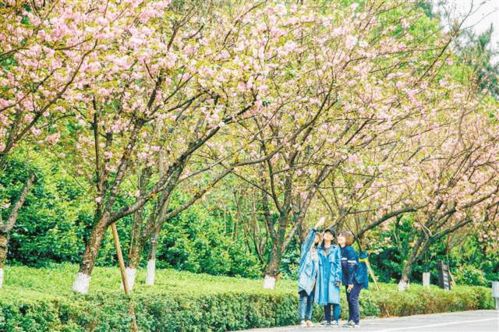 To enjoy flower and cultural tourism activities in CQ s spring