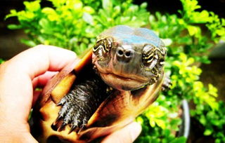 养龟网友分享:小草龟饲养技巧,养草龟的需要注意些什么