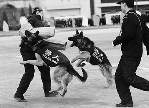 太原铁路公安局举行首届警犬训导员培训班结业汇报表演 