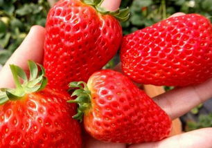 草莓采摘技巧分享:这样采摘效益翻番,农家菜园摘草莓的方法