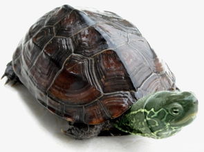 草龟公龟多还是母龟多？