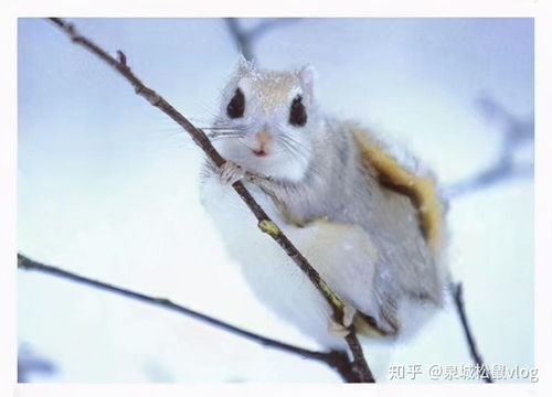 蜜袋鼯跟大眼飞鼠哪个好养,都会滑翔的两个特殊宠物 
