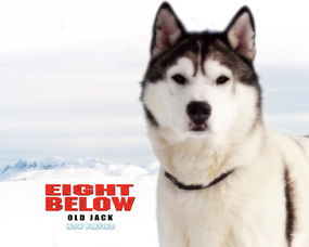 南极大冒险 那八只感动我们的雪橇犬 