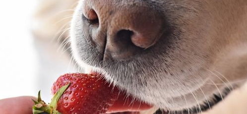 四五月份草莓大丰收,可以跟狗狗分享草莓吗 关于狗与草莓那些事