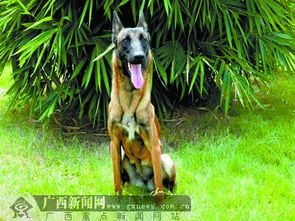 广西消防公开向社会征集首批12只消防搜救犬名字 
