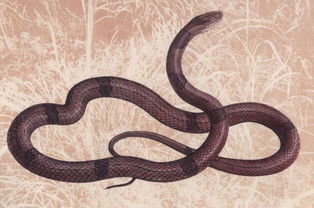 紫灰锦蛇 搜狗百科 