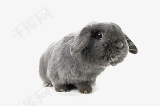 兔子 黑兔子 垂耳兔 可爱 动物 宠物素材图片免费下载 高清装饰图案png 千库网 图片编号2560339 