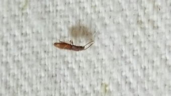我床上的这种小虫子叫什么咬人吗