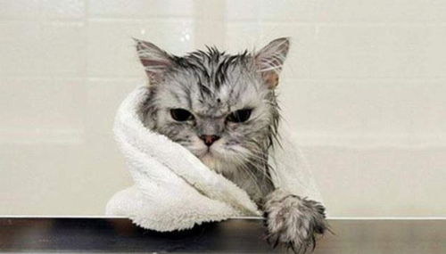 猫咪真的一年不洗澡也不会脏吗 看了这些你就知道