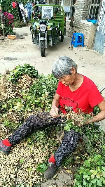 老妈干活呢,秋天到了,花生丰收了 