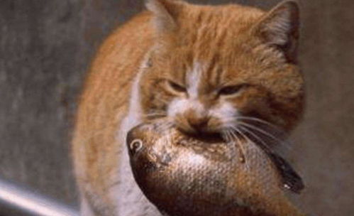 猫吃鱼为什么不会被鱼刺卡 用镜头放慢100倍看,网友 原来如此