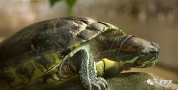 你了解乌龟的习性吗 你知道该怎样饲养乌龟吗它们有哪些生活习惯