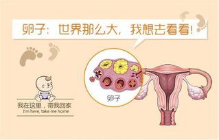 多囊卵巢怀孕几率(多囊不孕几率是多少)