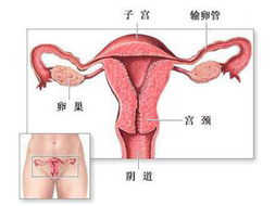 女性排卵的基本过程