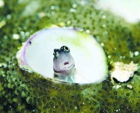 动物世界中的 蜗居 罕见蛇吃蜗牛照片