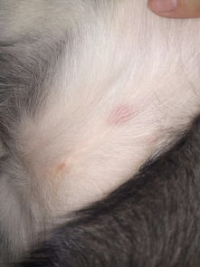 五个月哈士奇狗狗大腿内侧起了一个红色的包 