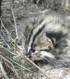 六盘山林区发现并拍到3只野生豹猫 国家三级保护动物