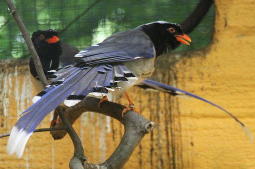 红喙红爪尾巴有黑,白条纹并且尾巴长体型较大的鸟是什么鸟 