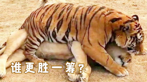 老虎遇上狮子,雄狮被老虎按在地上,谁会更胜一筹呢