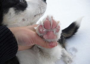 狗狗需要穿过冬的衣服吗 铲屎官必须了解的冬季养狗的十条小常识
